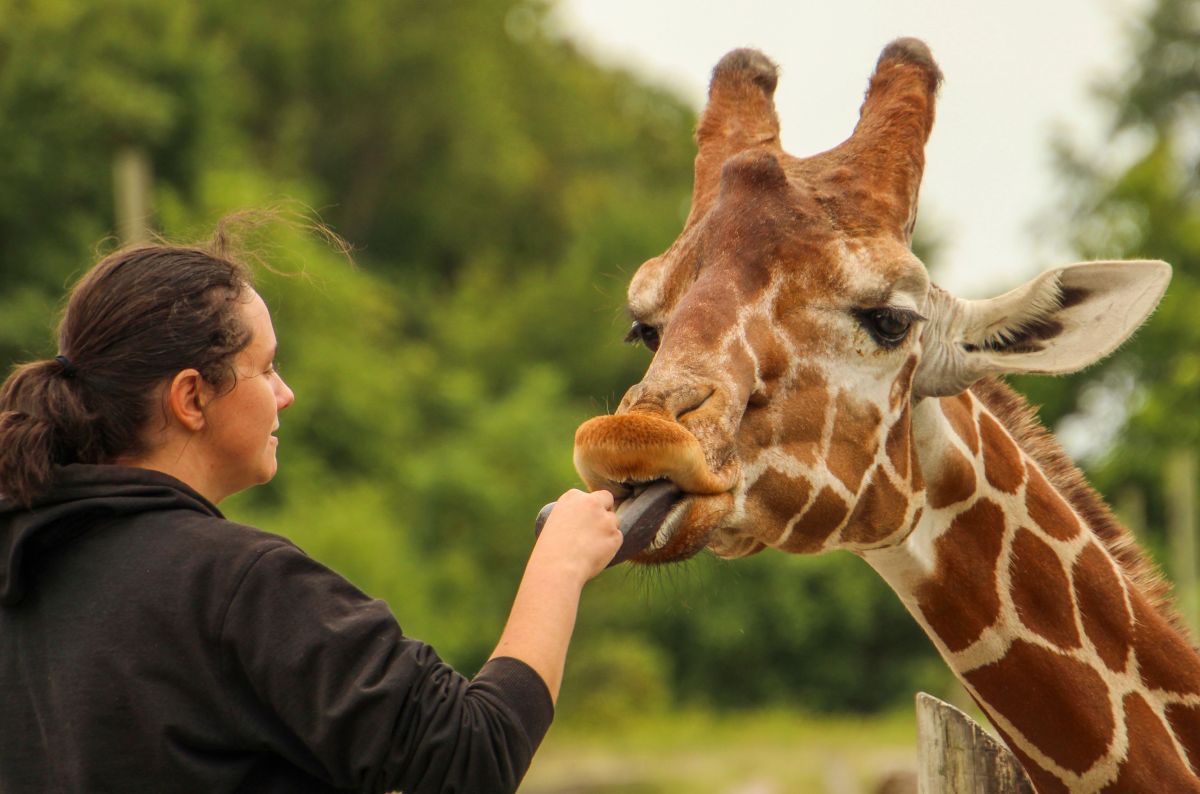 تصویر مربوط به شغل مراقب حیوانات باغوحش - Zookeeper