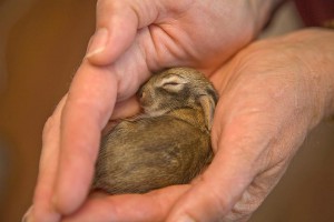 rabbit_sleeping